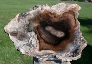 Sis: Unknown Hardwood Petrified Wood Round,  Mcdermitt Or