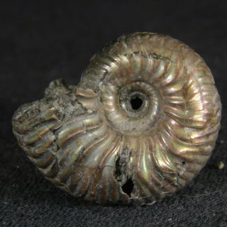 2.  1cm/0.  8in Nacre Pyrite Ammonite Goliathiceras Jurassic Oxfordian Fossil Russia