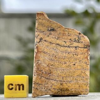 Stromatolite Oldest Fossil 3.  5 Billion Years Old Fse010 ✔100 Genuine✔ukseller