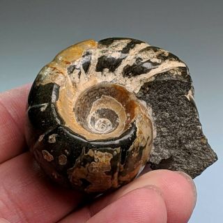 4,  8 Cm (1,  9 In) Ammonite Jauberticeras Cretaceous Russia Ammonit Fossil Ammonit