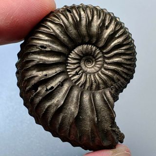 4,  5 Cm (1,  7 In) Ammonite Vertebriceras Pyrite Jurassic Russia Fossil Ammonit