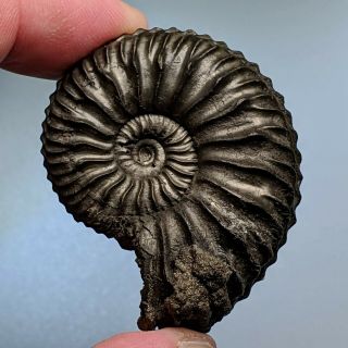 4,  5 cm (1,  7 in) Ammonite Vertebriceras pyrite jurassic Russia fossil ammonit 2