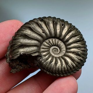 4,  5 cm (1,  7 in) Ammonite Vertebriceras pyrite jurassic Russia fossil ammonit 3