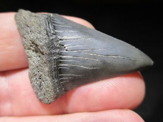 2 Inch Mako Shark Tooth Fossil Fish Teeth Hastalis Great White Ancestor Sc