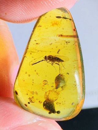 1.  74g Big Diptera Fly Burmite Myanmar Burmese Amber Insect Fossil Dinosaur Age