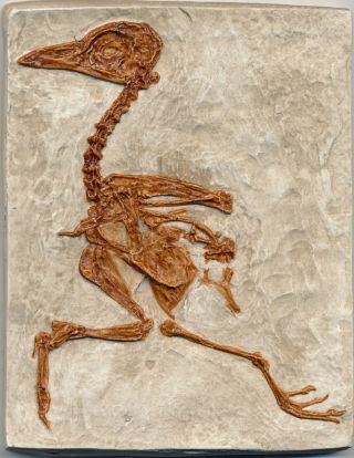 Well Detailed Complete Fossil Bird
