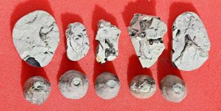 Crinoid Heads And Holdfasts From The Waldron Shale,  Indiana,  U.  S.  A