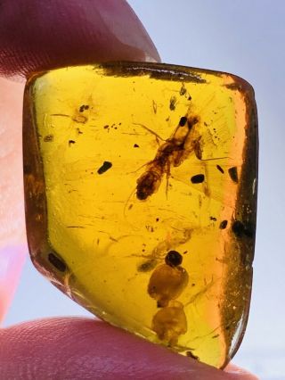 3.  55g Termite White Ant Burmite Myanmar Burmese Amber Insect Fossil Dinosaur Age