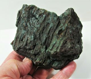Dark Green Hampton Butte Petrified Wood Specimen Cut & Polished 1 Lb 2 Oz