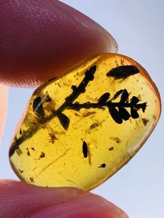 1.  66g Plant Tree Leaf Burmite Myanmar Burmese Amber Insect Fossil Dinosaur Age
