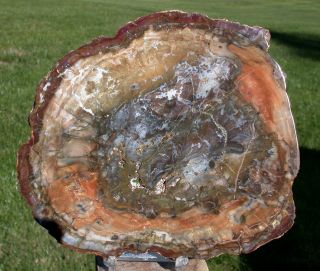 Sis: Unique Agate Infused 7 ",  Madagascar Petrified Wood Round - Polish