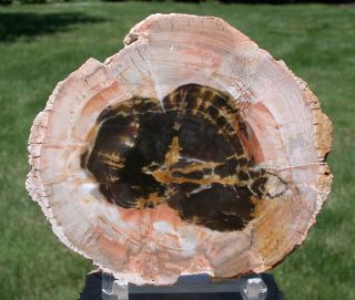 Sis: Magnificent 4 " Argentina Petrified Wood Round - Perfect Specimen