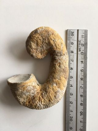 Fossil Heteromorph Ammonite