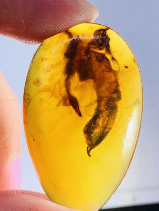 4.  8g unknown item Burmite Myanmar Burmese Amber insect fossil dinosaur age 3