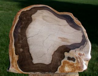 Sis: Secret Stash Of Petrified Drift Wood - Exquisite Sycamore Fossil Sculpture