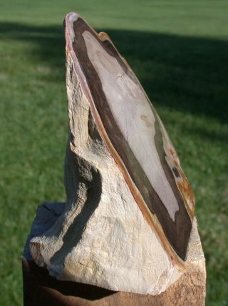 SiS: SECRET STASH of Petrified Drift Wood - EXQUISITE SYCAMORE Fossil Sculpture 2