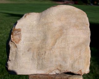 SiS: SECRET STASH of Petrified Drift Wood - EXQUISITE SYCAMORE Fossil Sculpture 3
