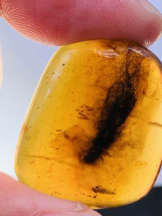 2.  44g Unknown Hair Burmite Myanmar Burmese Amber Insect Fossil Dinosaur Age