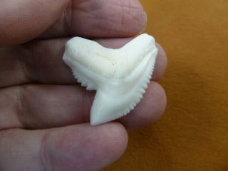 (s5 - 155) 1 - 5/16 " White Tiger Shark Tooth To Be Wired As A Pendant Teeth Jewelry