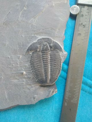 Large Trilobite Fossil Specimen,  Elrathia Kingii,  550 Million Years Old,  Utah