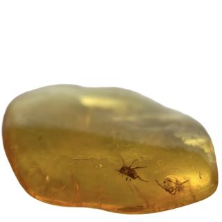 Baltic Amber Fossil With Insect Inclusion Fse377 ✔100 Genuine✔ukseller
