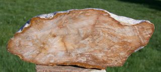 Sis: Incredible 6 " Australian Petrified Wood Round - Agatized