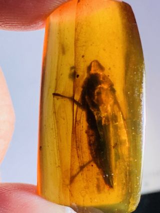 22mm Big Leafhopper Cicada Fly Burmite Myanmar Amber Insect Fossil Dinosaur Age