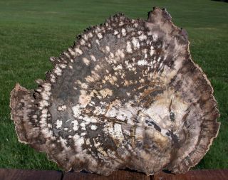 Sis: Mystery Hardwood Fossil Northern Arizona Petrified Wood Round