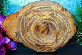 Large Petrified Wood Round Slab W/bark Cranberry Copper Zebra Bullseye 11 - 1/4 "