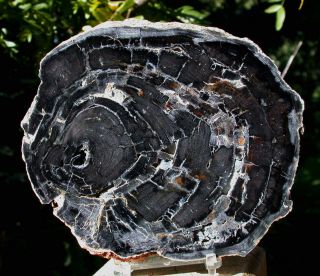 Sis: Unusual & Perfect 5.  5 " Hampton Butte Petrified Poplar Wood Slab