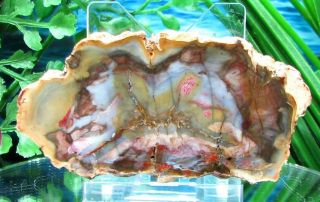 Petrified Wood Complete Round Slab W/bark Rare Pink Red Baby - Blue Yellow Agate