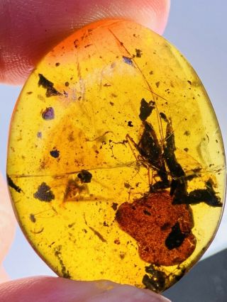 3.  5g Big Orthoptera Bug&leaf Burmite Myanmar Amber Insect Fossil Dinosaur Age