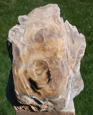 Sis: Knotty 1.  8 Lb.  Petrified Driftwood Natural Sculpture Specimen - Sequoia