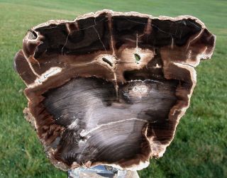 Sis: Pristine & Glassy Petrified Wood Slab - Fossil White Ash - Mcdermitt Oregon