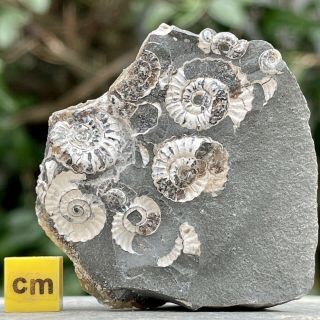 Ammonite Fossil Promicroceras Marstonense Uk Jurassic Fse099 ✔100
