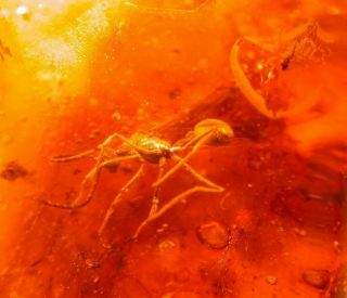 Large Winged Ant In Authentic Dominican Amber Fossil Gemstone