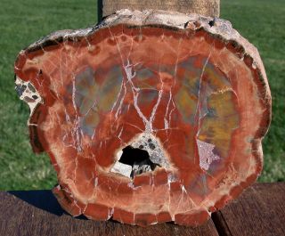 Sis: Spectacular 5.  75 " Arizona Rainbow Petrified Wood Conifer Round - Heel Cut