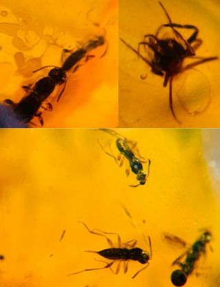 Spider In Wasp Bee Nest Burmite Myanmar Burmese Amber Insect Fossil Dinosaur Age