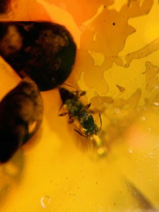 Spider in wasp bee nest Burmite Myanmar Burmese Amber insect fossil dinosaur age 3