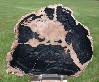 Sis: Truly Unique Petrified Wood Round - Rare Location - 18 Mile Canyon,  Wyoming