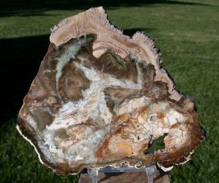 Sis: Oddly Preserved 6 " Madagascar Petrified Wood Round - Colorful Araucaria