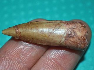 Spinosaurus Dinosaur Fossil Tooth In Glass Top Riker Display Case Morocco Africa