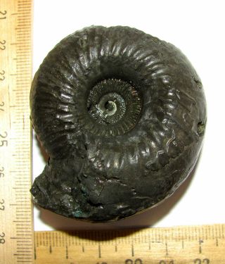 Ammonite Cadoceras.  Russia,  2,  3 Inches.