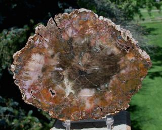 Sis: Crazy Colorful 5 ",  Madagascar Petrified Wood Round - Fossil Araucaria