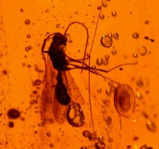 Large Ponerine Winged Male Ant In Authentic Dominican Amber Fossil Gemstone