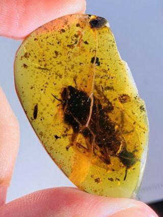 3.  5g Big Roach&beetle Burmite Myanmar Burmese Amber Insect Fossil Dinosaur Age