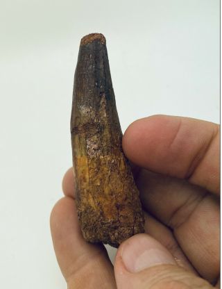 Authentic 3” Quality Spinosaurus Tooth Dinosaur Teeth Cretaceous Age