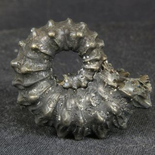 3.  5cm/1.  4in Pyrite Ammonite Kosmoceras Gemmatum Jurassic Callovian Fossil Russia