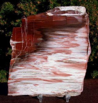 Sis: Stunning Candy Stripe Rip Cut Conifer Petrified Wood Slab - Elko,  Nevada