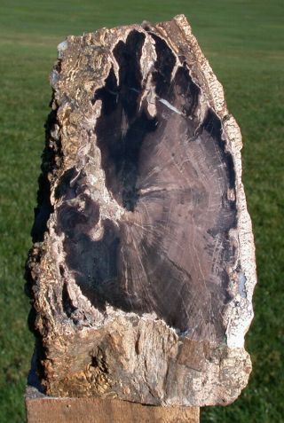 Sis: Full 3 Lb.  Eden Valley Petrified Wood Log Specimen Display Piece